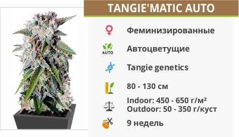 описание сорта Tangiematic auto