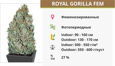 Royal Gorilla fem (Royal Queen Seeds)