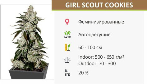 Girl Scout Cookies от FastBuds