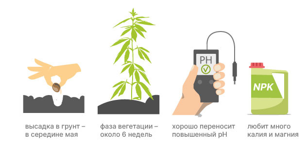 Сколько растет конопля сативы