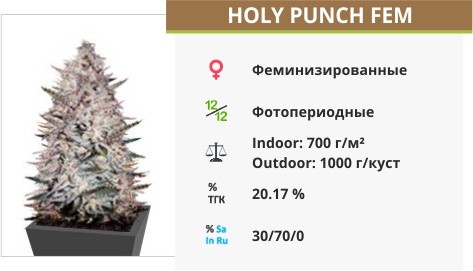 Holy Punch fem Green House Seeds