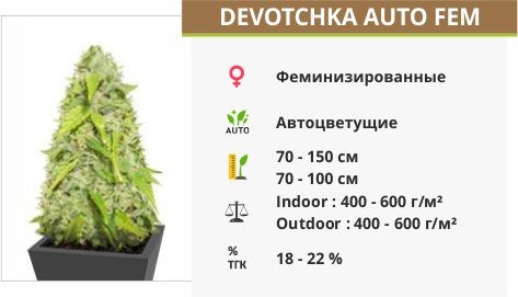 Devotchka auto fem (Doctor’s Choice)