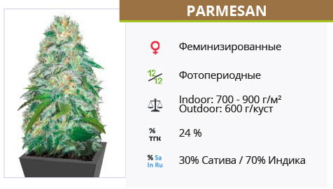 Parmesan от Victory Seeds