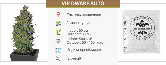 VIP Dwarf Auto