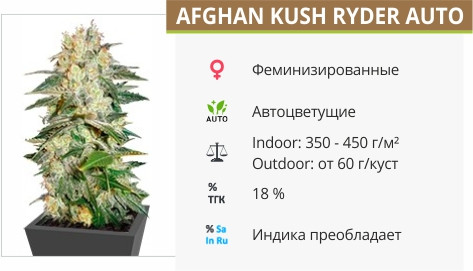 Afghan Kush Ryder от World of Seeds