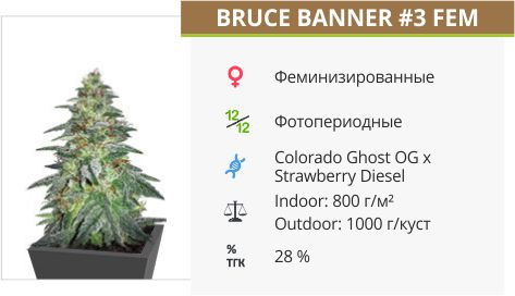 Bruce Banner #3 от Original Sensible Seeds