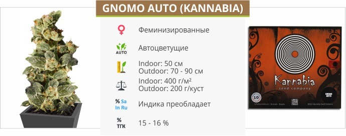 Gnomo Auto (Kannabia)