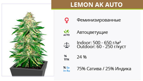 Lemon AK Auto от FastBuds