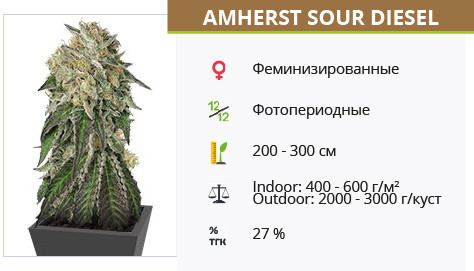 Amherst Sour Diesel от Humboldt Seeds