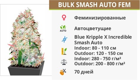 описание сорта Bulk Smash Auto fem