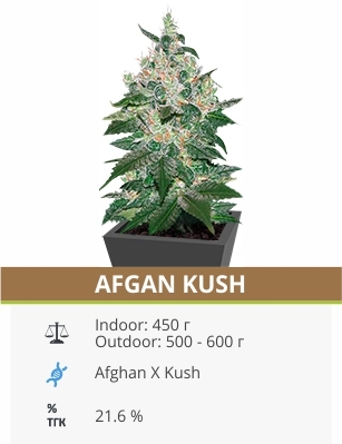 Afghan Kush