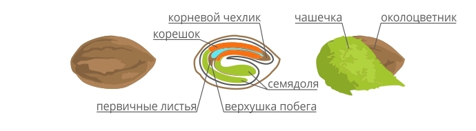 Состав семян конопли