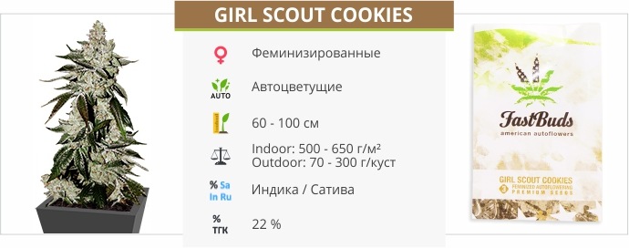 Girl Scout Cookies