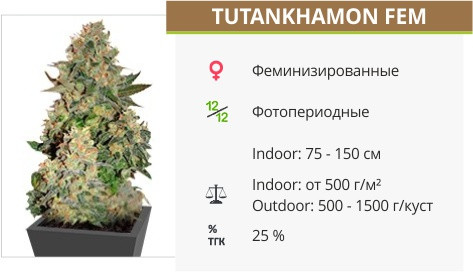 Сорт Tutankhamon