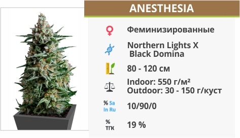 Anesthesia от Pyramid Seeds