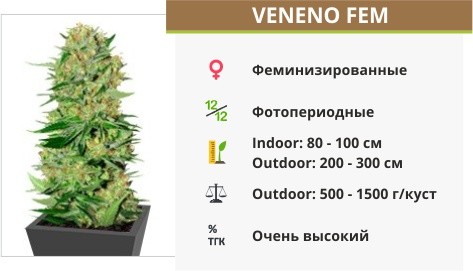 Veneno fem от Eva Seeds