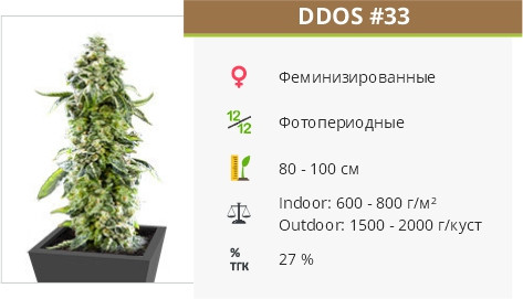 DDoS #33 от Herbies Seeds