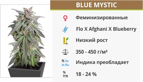 описание сорта Blue Mystic