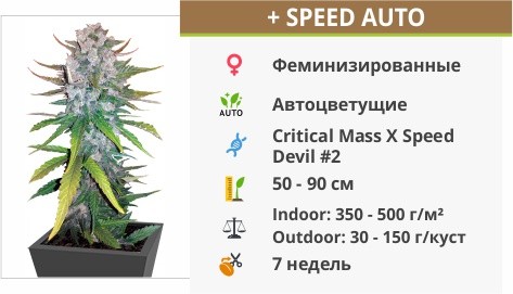 +Speed Auto Fem от Sweet Seeds