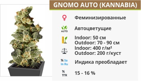 Gnomo Auto (Kannabia)