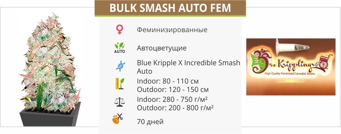 описание сорта ​Bulk Smash Auto fem