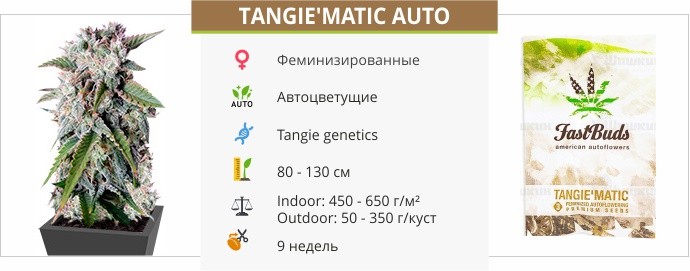 описание сорта Tangiematic auto