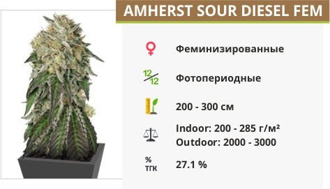 Amherst Sour Diesel fem (Humboldt Seeds)