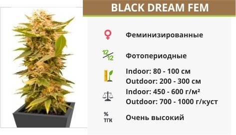 Black Dream fem (Eva Seeds) 