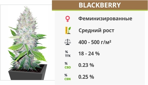 описание сорта Blackberry