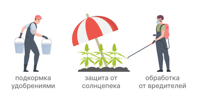 Уход за каннабисом в аутдоре