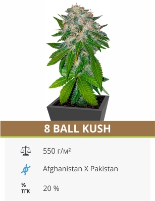 Ball Kush