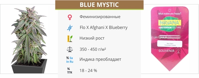 описание сорта Blue Mystic