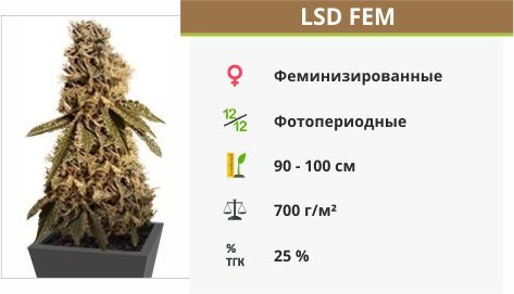 LSD fem (Barney's Farm)