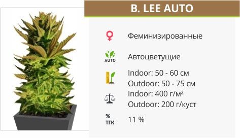 B. Lee Auto от Kannabia Seed Company