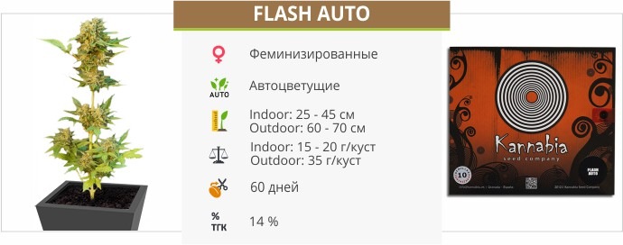 Flash Auto