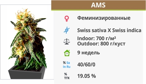 описание сорта AMS 