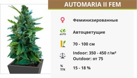 Automaria II fem (Paradise Seeds)