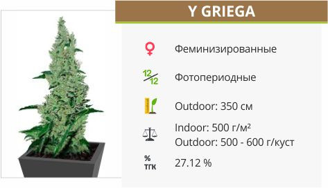 Сорт Y Griega