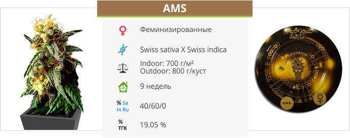 описание сорта AMS 