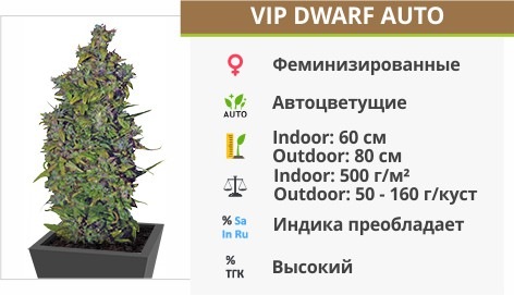 VIP Dwarf Auto