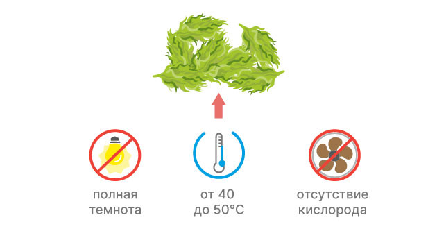 Как ферментировать урожай марихуаны