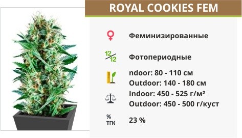 Royal Cookies fem (Royal Queen Seeds)