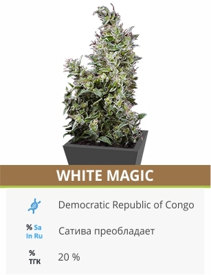 White Magic