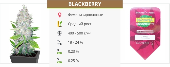 описание сорта Blackberry