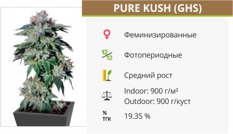 Pure Kush от Green House Seeds