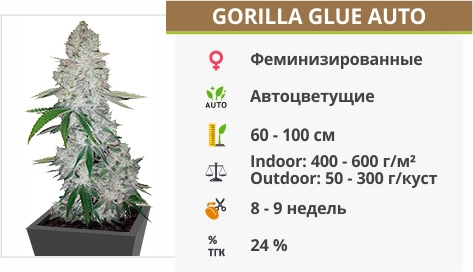 описание сорта Gorilla Glue Auto 