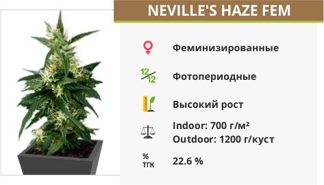 Neville’s Haze fem Green House Seeds