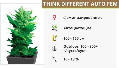 Think Different auto fem от Dutch Passion