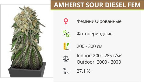 Сорт Amherst Sour Diesel