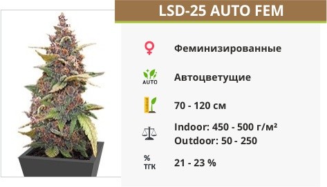 LSD-25 Auto от FastBuds